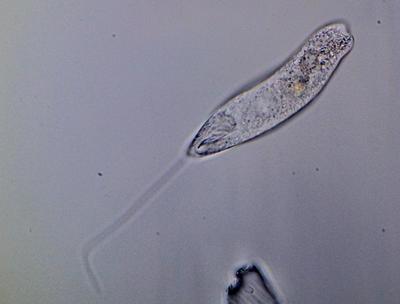 1. Peranema sp.  (40x)