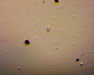 Bakterie x 60