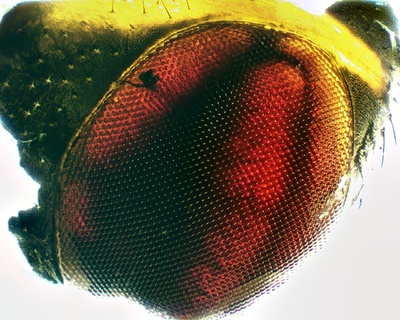 Oko muchy x10 - tak mi się &quot;udała&quot; amputacja.