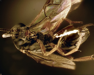 mrówa x4 - mrówka wytworzyła plazmę :) - czyli kawałek nici pająka, nie umiałem się jej pozbyć z niej.
