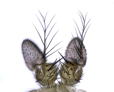 Drosophila-melanogaster,2,antenna,s.jpg