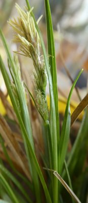 Carex.JPG