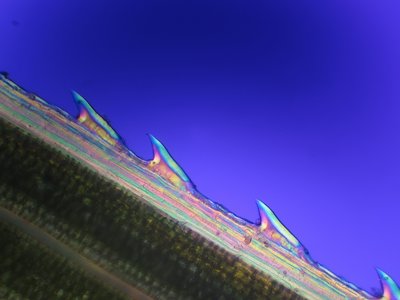 brzeg liścia trzciny, polaryzacja 3 zdjęcia, ob. 20x.jpg